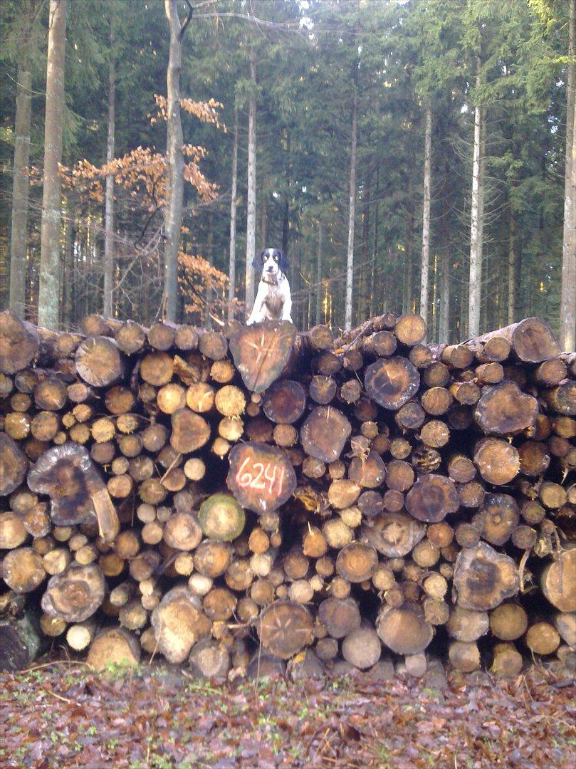 Field Trial spaniel Sally - Sally aka. bjerggeden. billede 13
