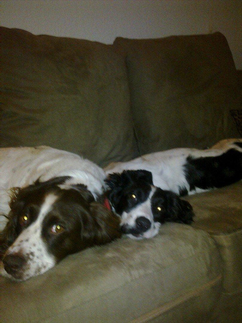 Field Trial spaniel Sally - Sally og hendes mor Molly som havde kapret sofaén. billede 14