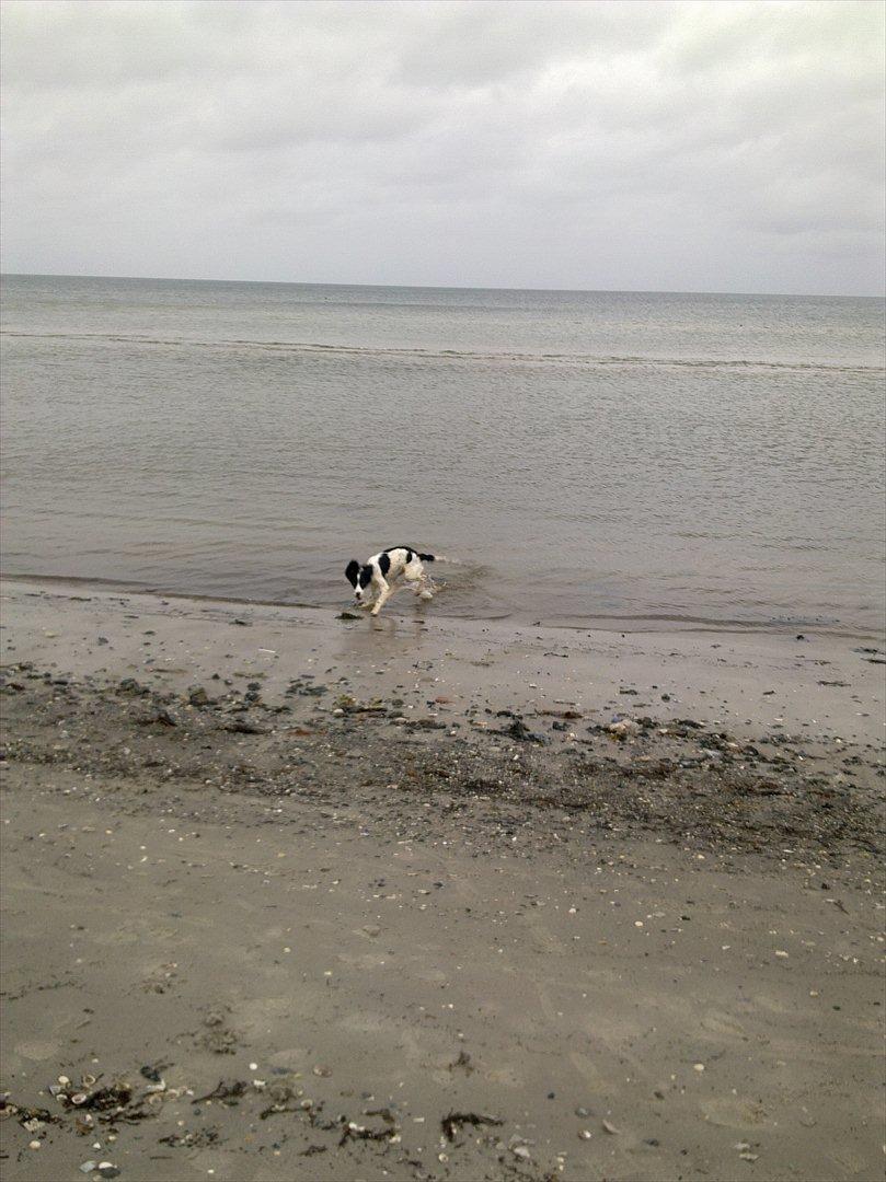 Field Trial spaniel Sally - Sally ved stranden. billede 15