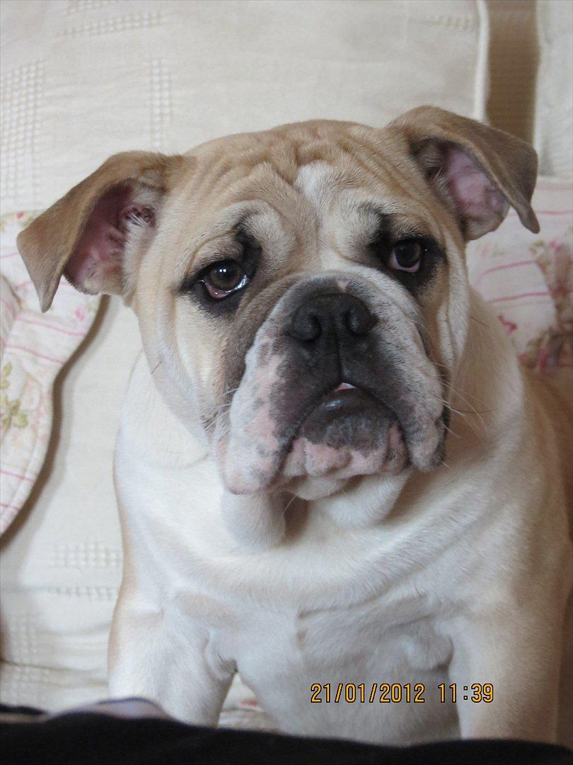 Engelsk bulldog Ronja  billede 8