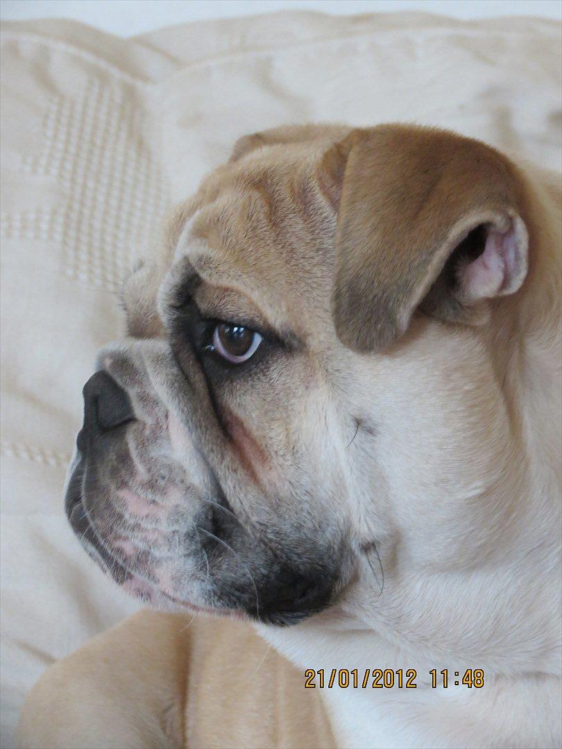Engelsk bulldog Ronja  billede 9