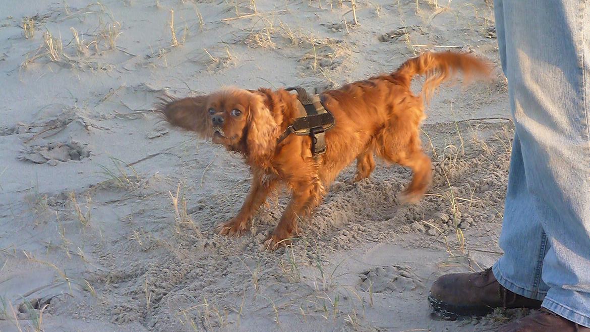 Cavalier king charles spaniel Wilma billede 12