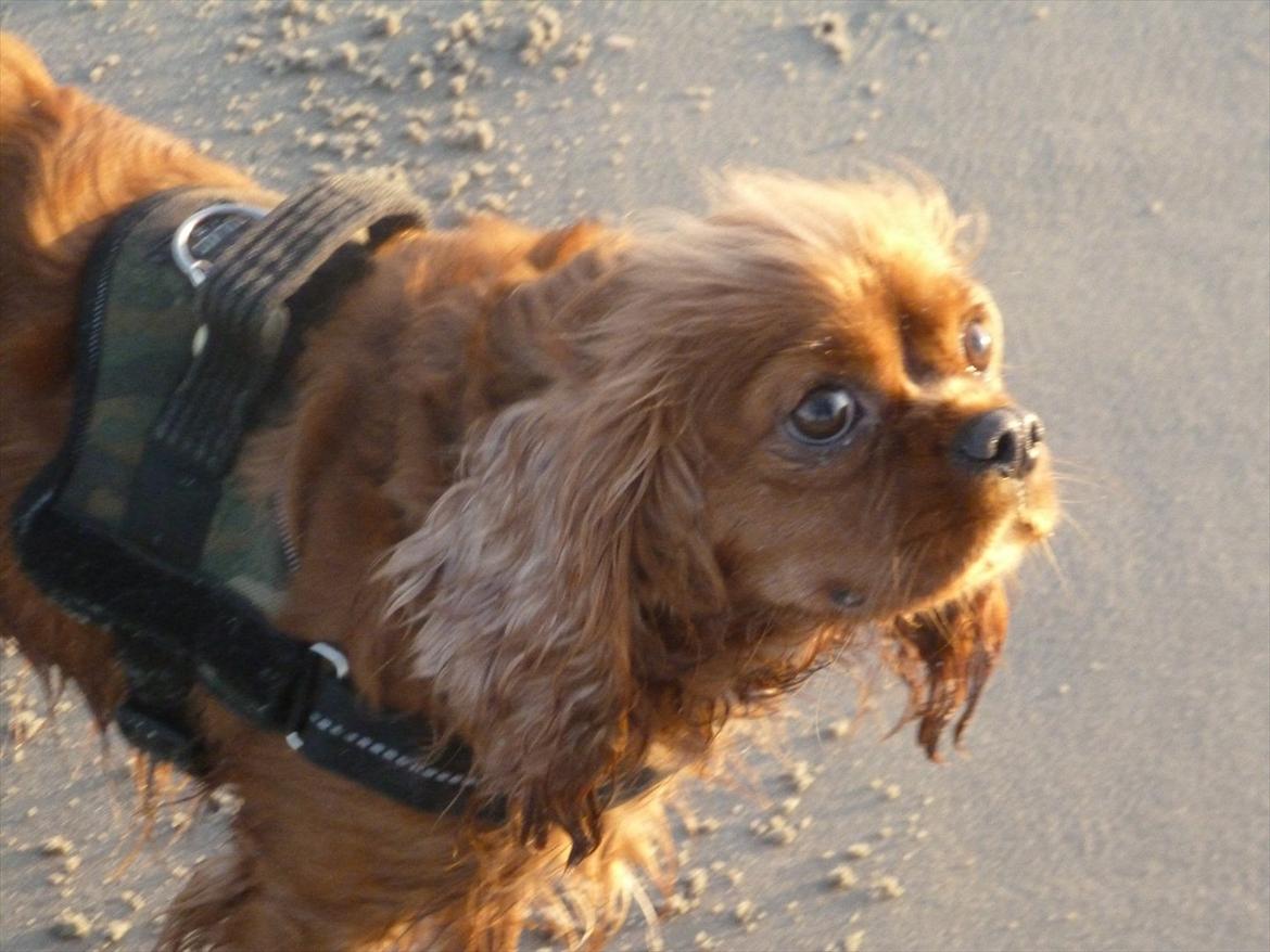 Cavalier king charles spaniel Wilma billede 13