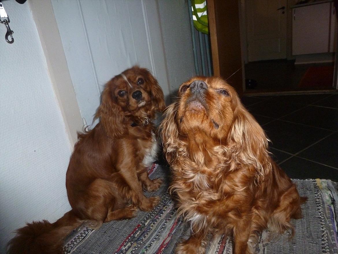 Cavalier king charles spaniel Wilma billede 14