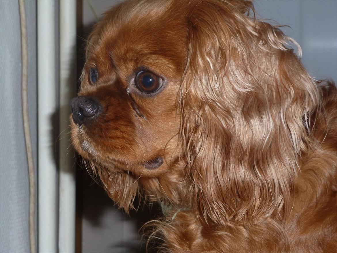 Cavalier king charles spaniel Wilma billede 15