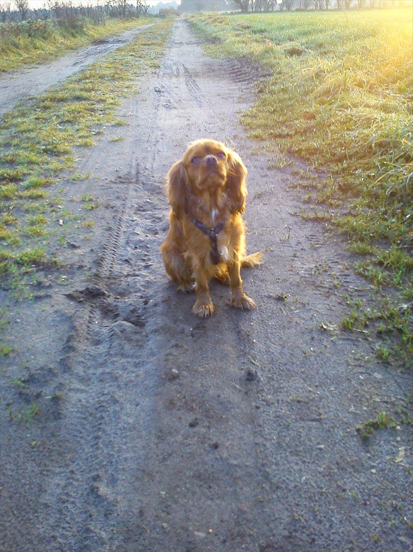 Cavalier king charles spaniel Wilma billede 16