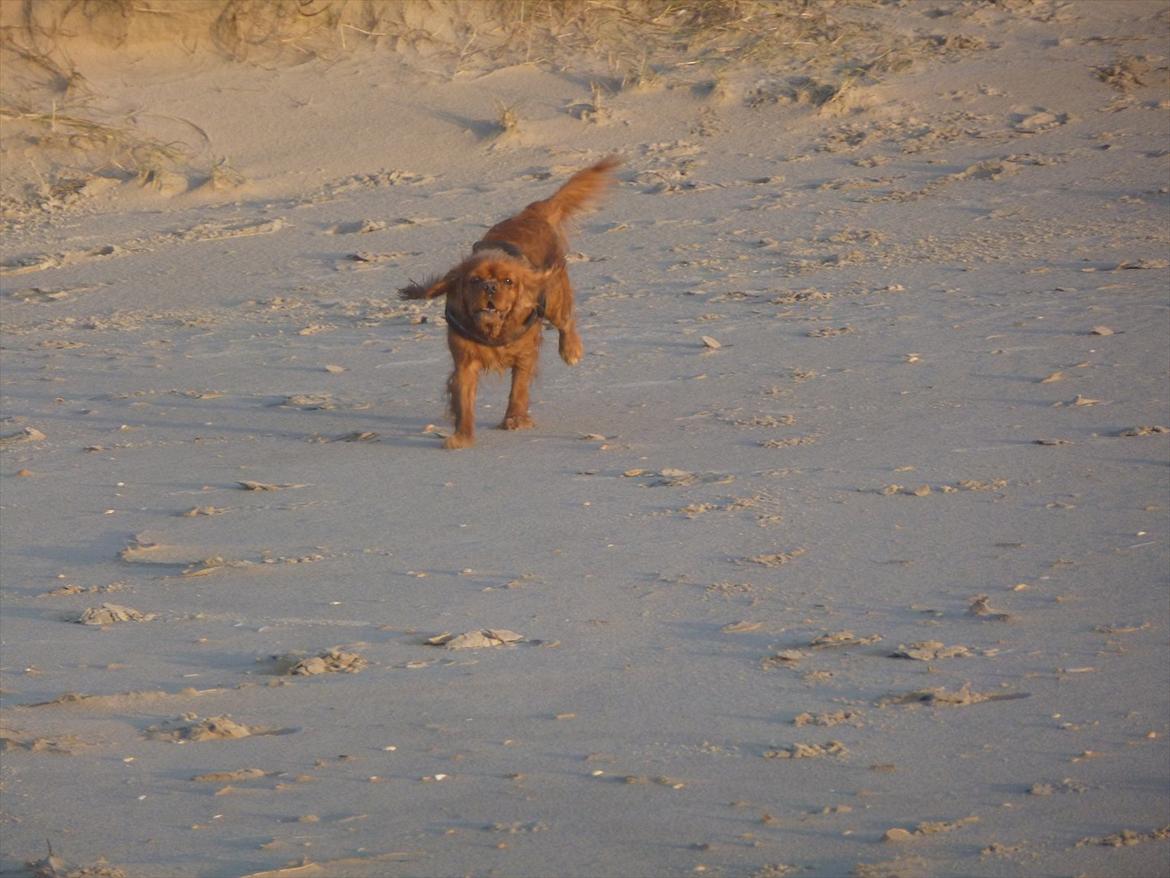 Cavalier king charles spaniel Wilma billede 17