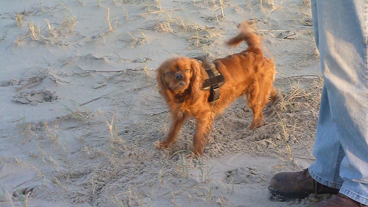 Cavalier king charles spaniel Wilma billede 18