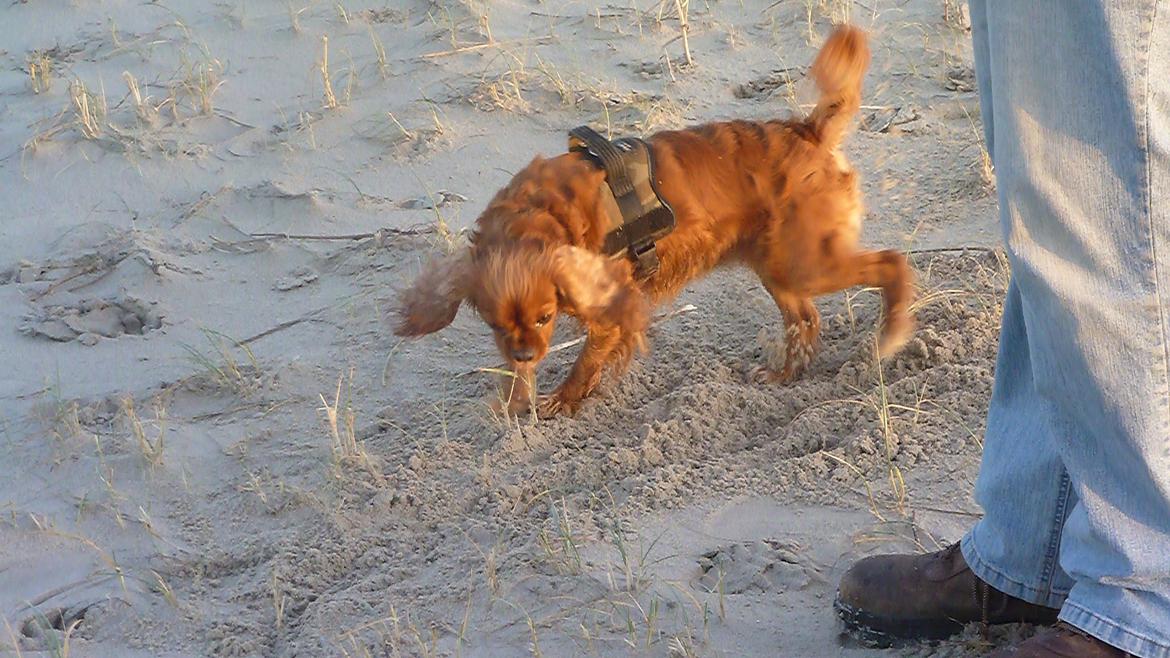 Cavalier king charles spaniel Wilma billede 20