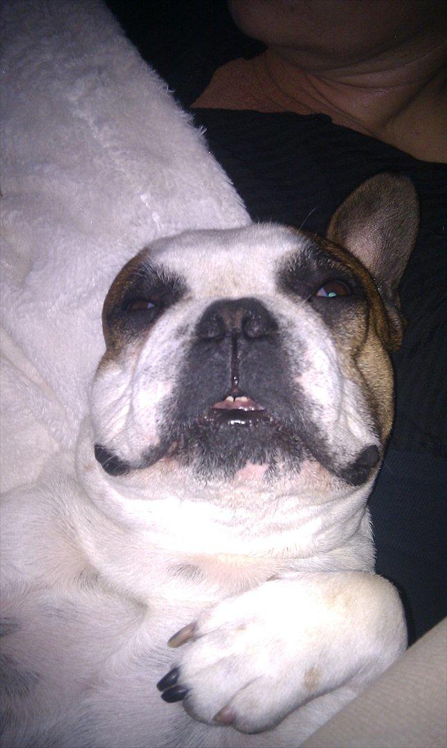 Fransk bulldog Benjamin - Velkommen til Benjamin's (Tossens) profil!<3<3 billede 1