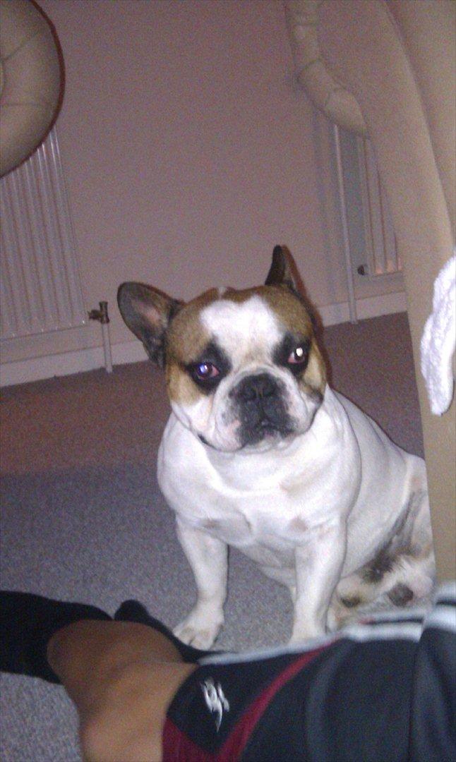 Fransk bulldog Benjamin - Lækker dreng<3 billede 3