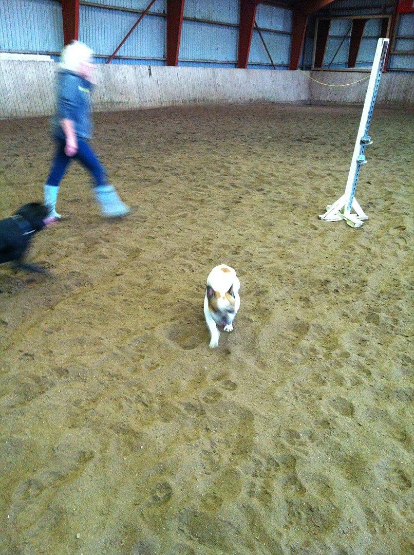 Fransk bulldog Benjamin - Med i ridehallen, ved hestene<3 billede 4