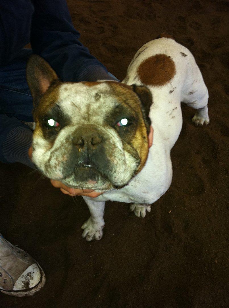 Fransk bulldog Benjamin - Har liige været i ridehallen, og rulle sig!;p billede 5