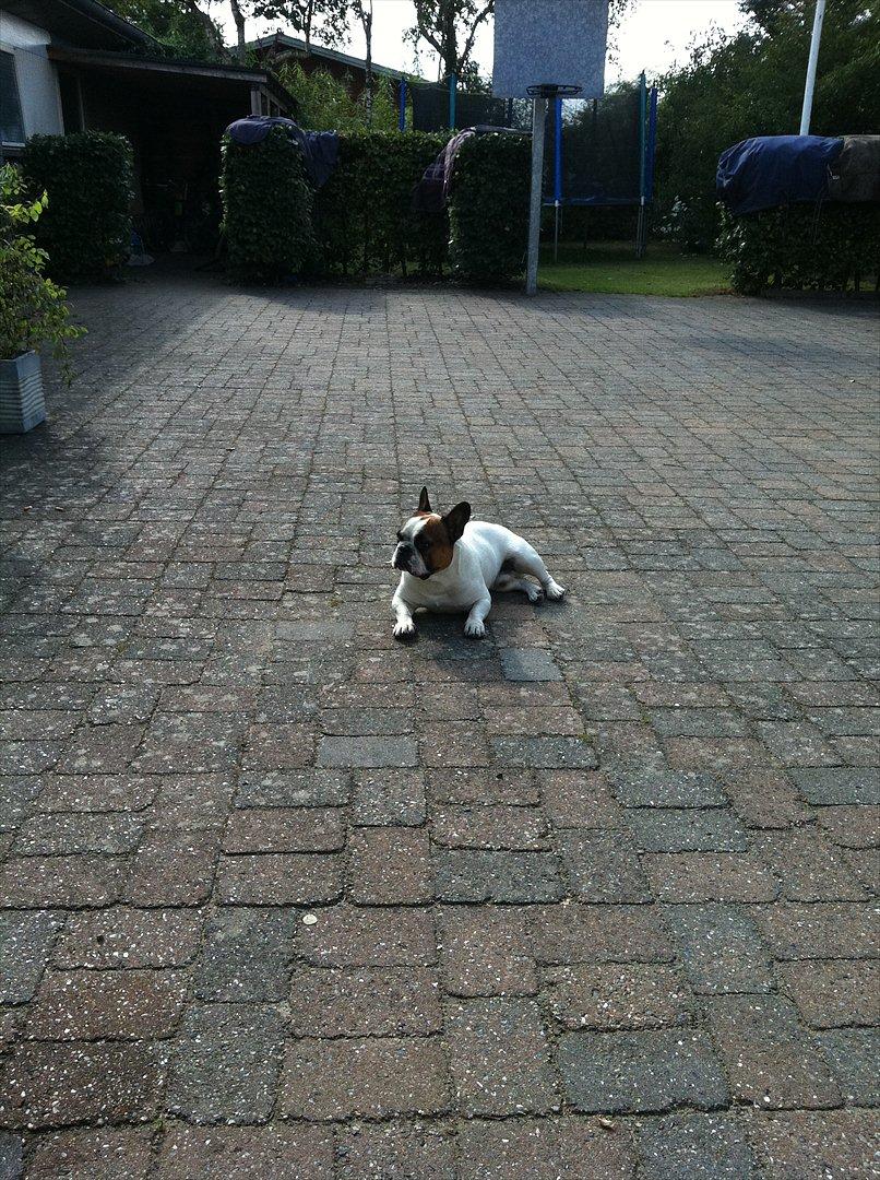 Fransk bulldog Benjamin - Lækker dreng<3 billede 6