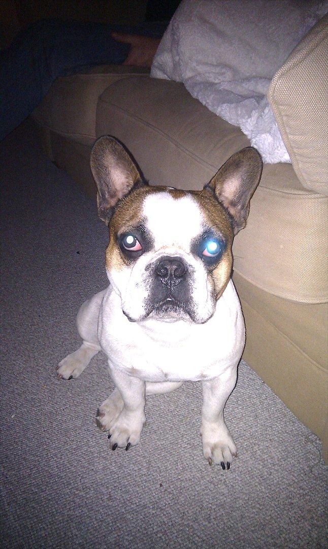 Fransk bulldog Benjamin - Lækker fyr<3 billede 7