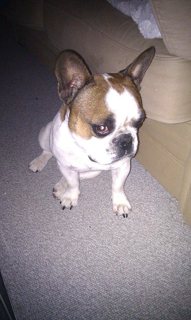 Fransk bulldog Benjamin - B din frække fyr!xD<3 billede 8