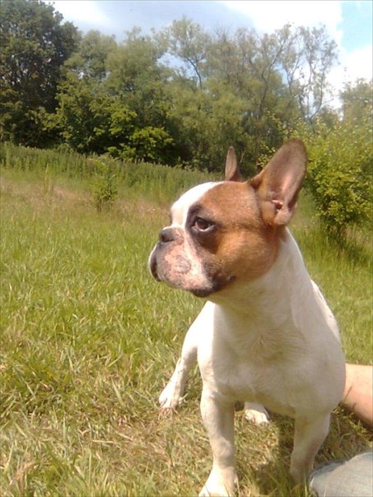Fransk bulldog Benjamin - Modelbillede!xD<3 2011! billede 2