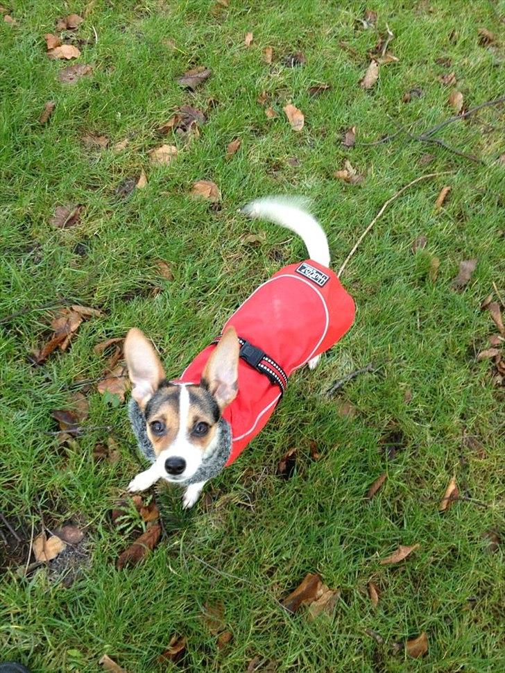 Blanding af racer Szhirley billede 9