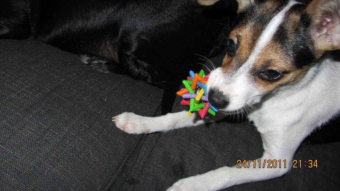 Blanding af racer Szhirley billede 11