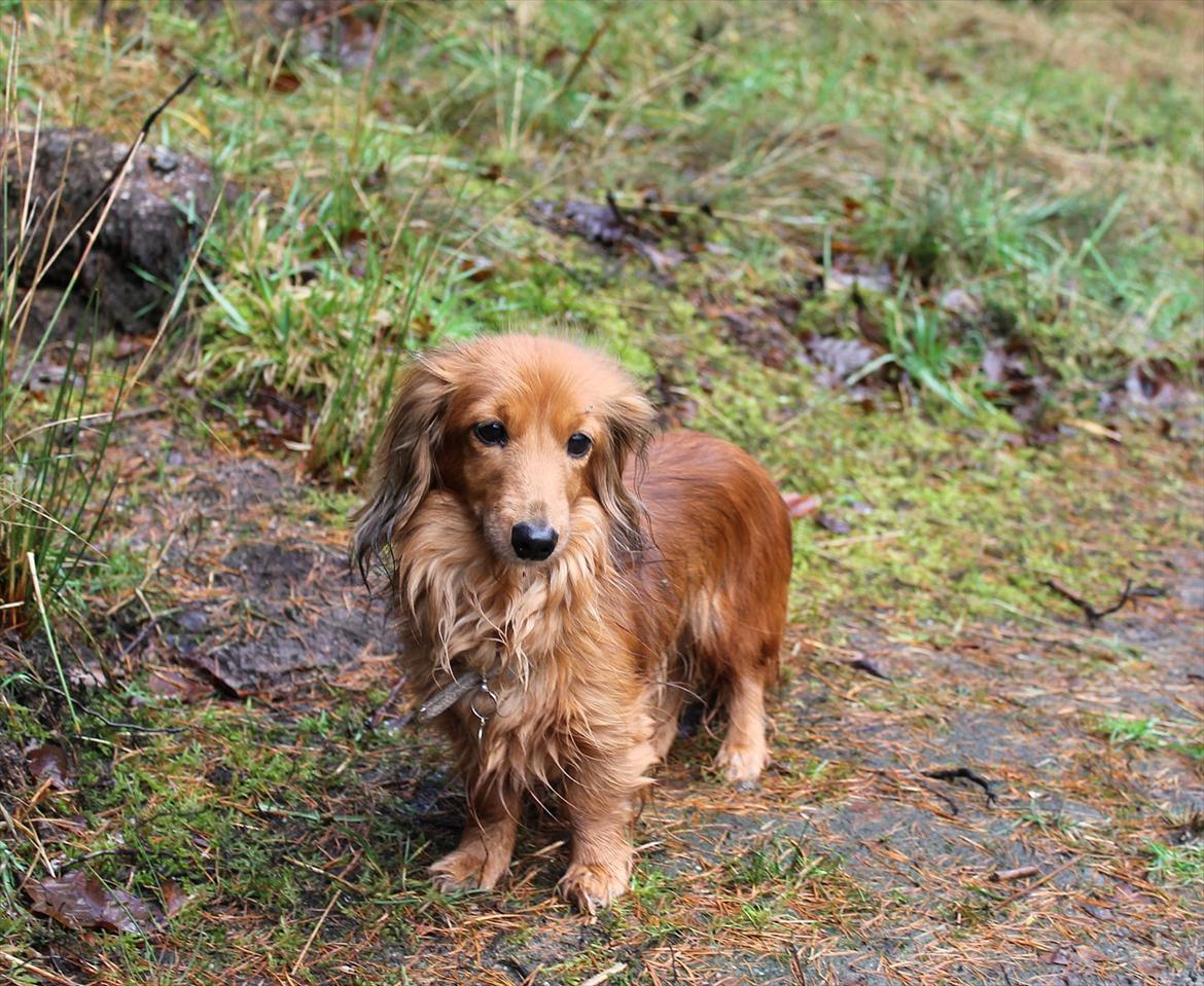 Miniature gravhund Michell - Smukke Michell i skoven. Lige inden jul. billede 7
