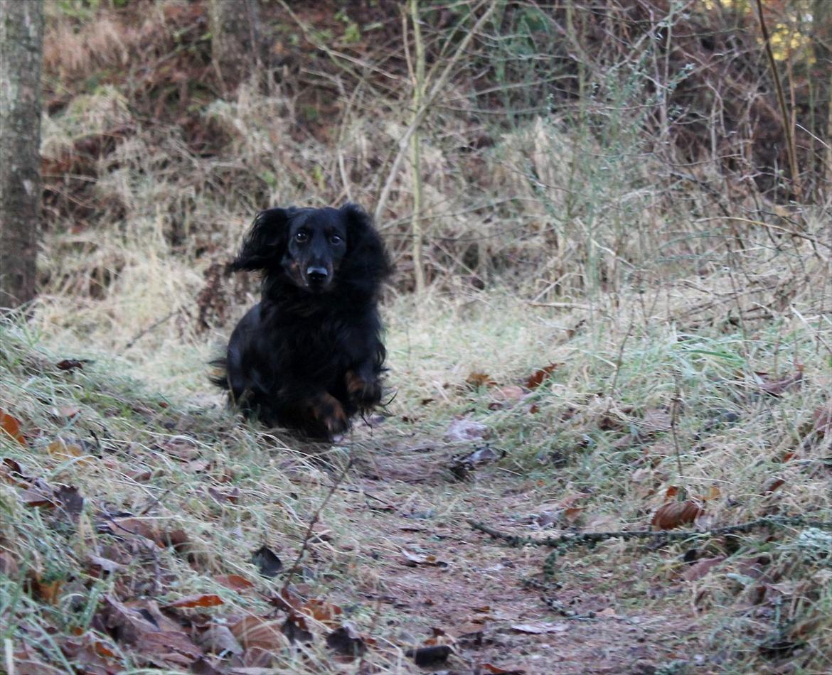 Gravhund Sigurd - Sigurd i skoven. Billedet er taget lige inden jul.  billede 20