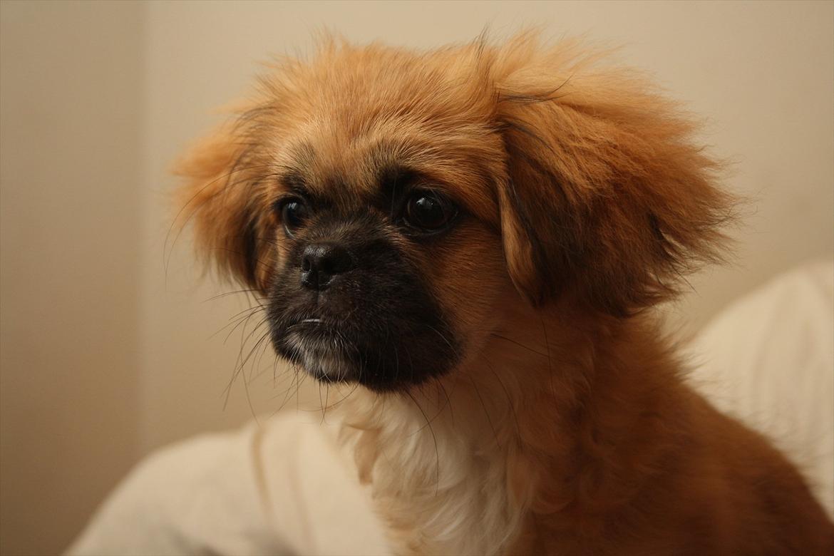 Tibetansk spaniel / Pekingeser - Kelly billede 10
