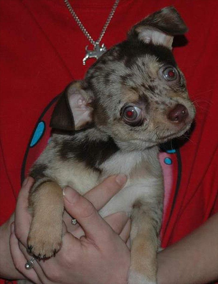 Chihuahua loger - Hvalp billede 5