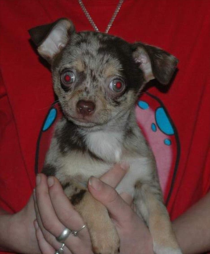 Chihuahua loger billede 6