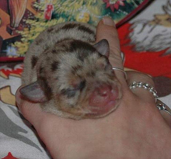 Chihuahua loger - Den gang hun var baby :-) billede 7