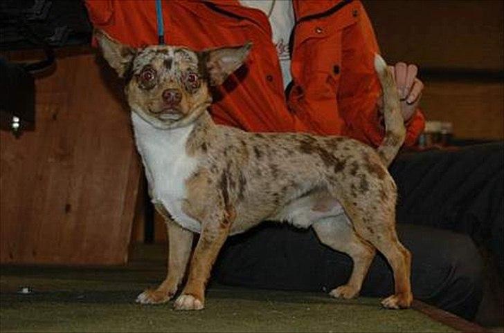 Chihuahua loger - Logers far Alexander billede 8