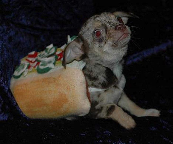 Chihuahua loger - Chihuahua burger billede 9