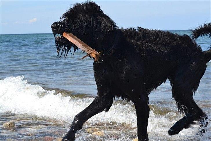 Riesenschnauzer  Doolittle's Odin billede 8