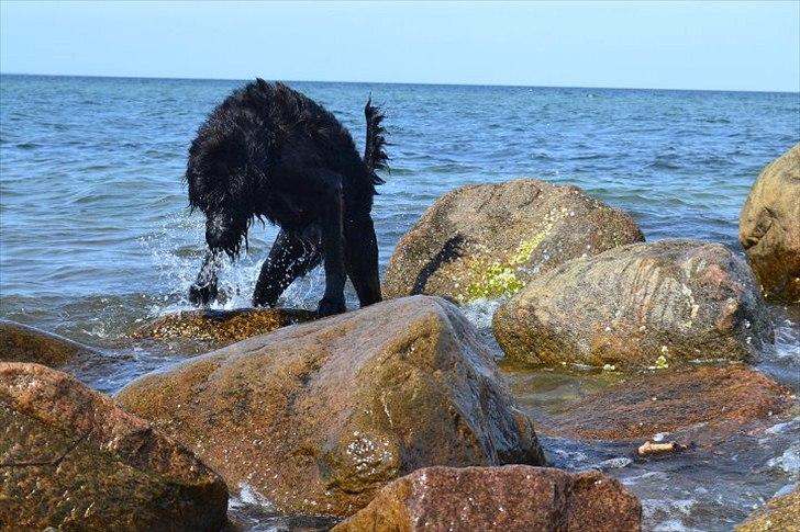 Riesenschnauzer  Doolittle's Odin billede 14
