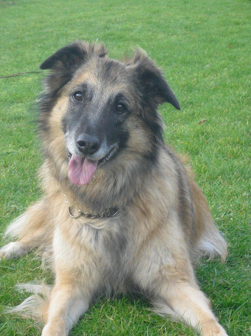 Blanding af racer Dakota billede 1