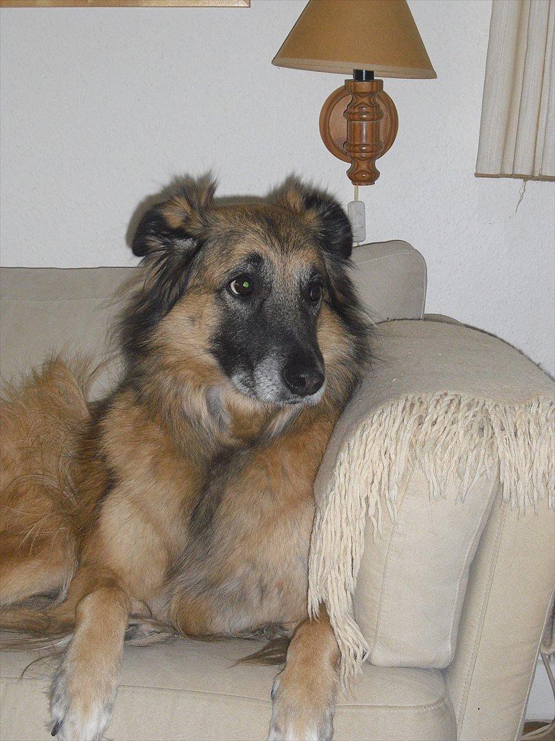 Blanding af racer Dakota billede 2