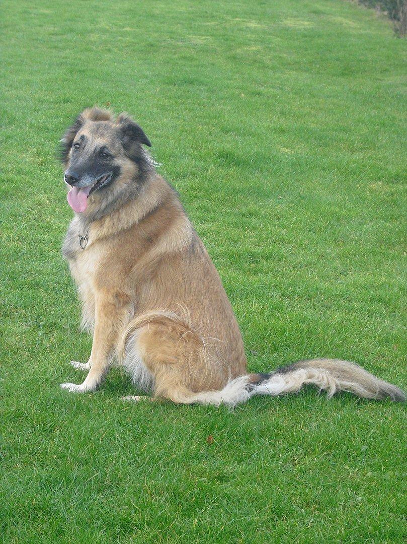 Blanding af racer Dakota billede 3