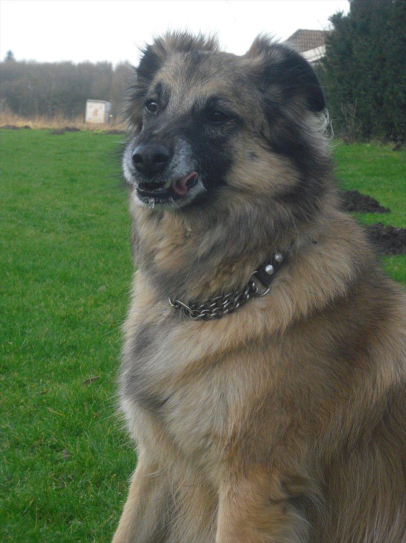 Blanding af racer Dakota - Smart, Dakota! :o) billede 4