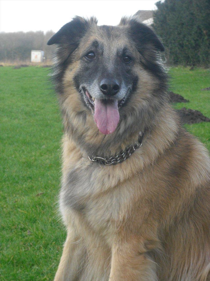 Blanding af racer Dakota billede 5