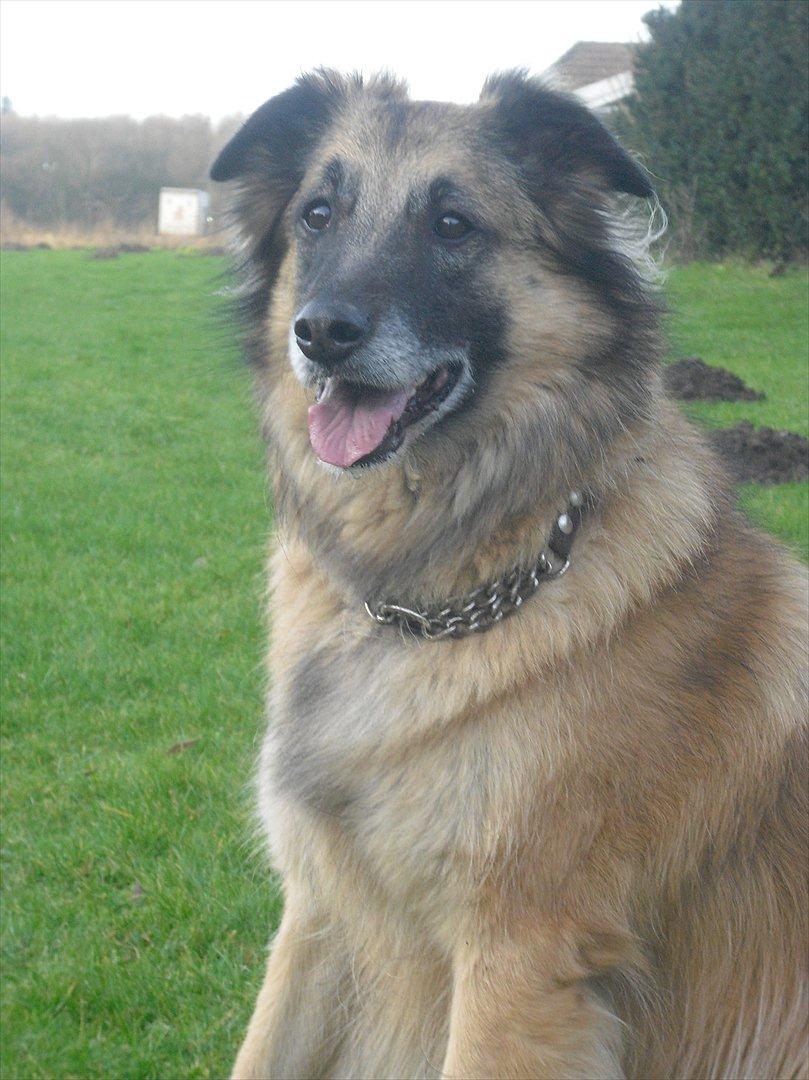 Blanding af racer Dakota billede 6