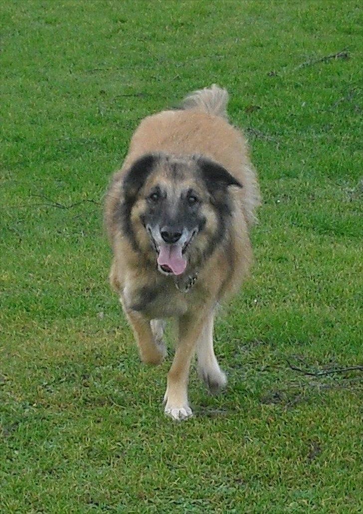 Blanding af racer Dakota billede 7