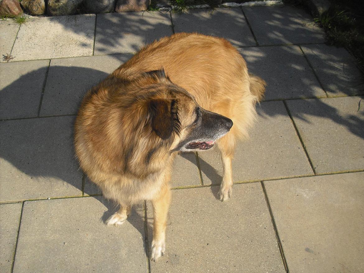 Blanding af racer Dakota billede 8