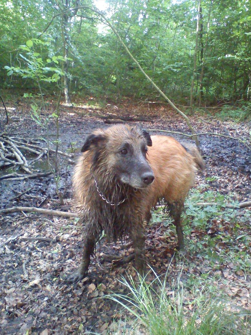 Blanding af racer Dakota billede 9