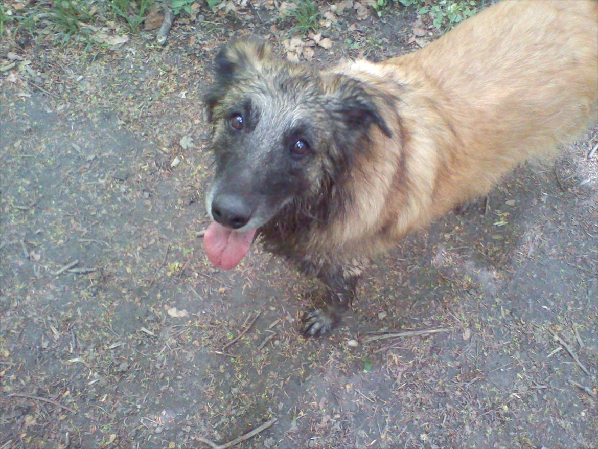 Blanding af racer Dakota billede 10