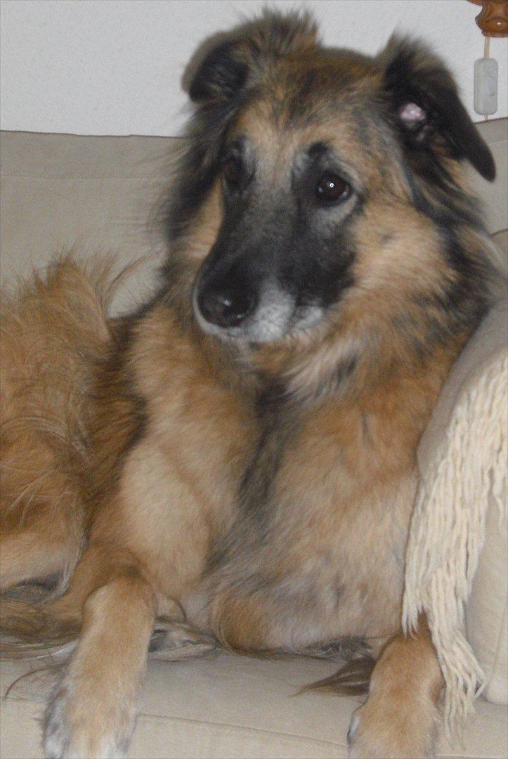 Blanding af racer Dakota billede 11