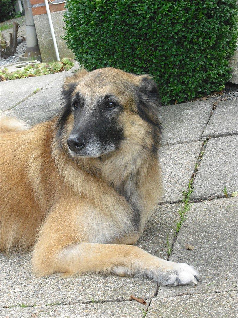 Blanding af racer Dakota billede 12