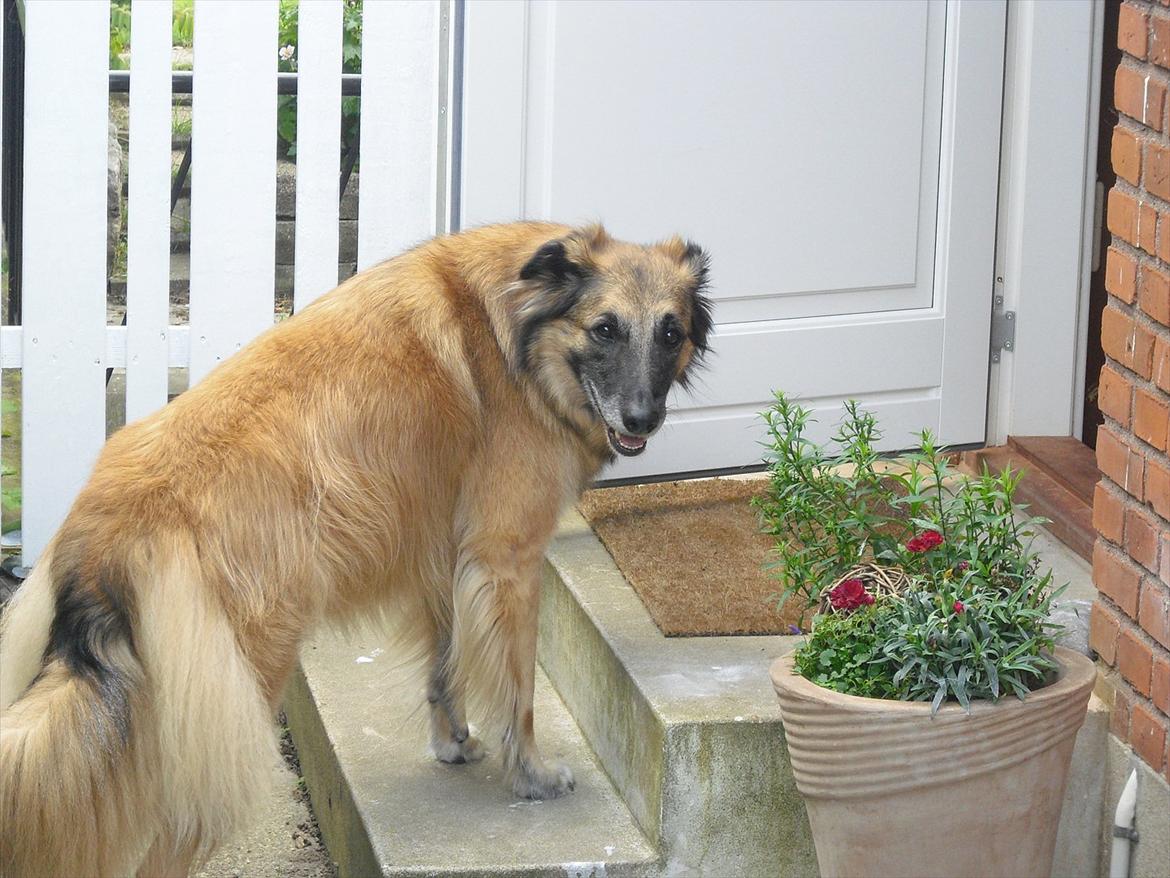 Blanding af racer Dakota billede 13