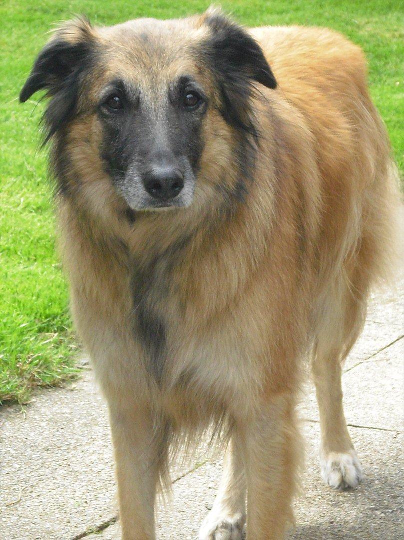 Blanding af racer Dakota billede 14