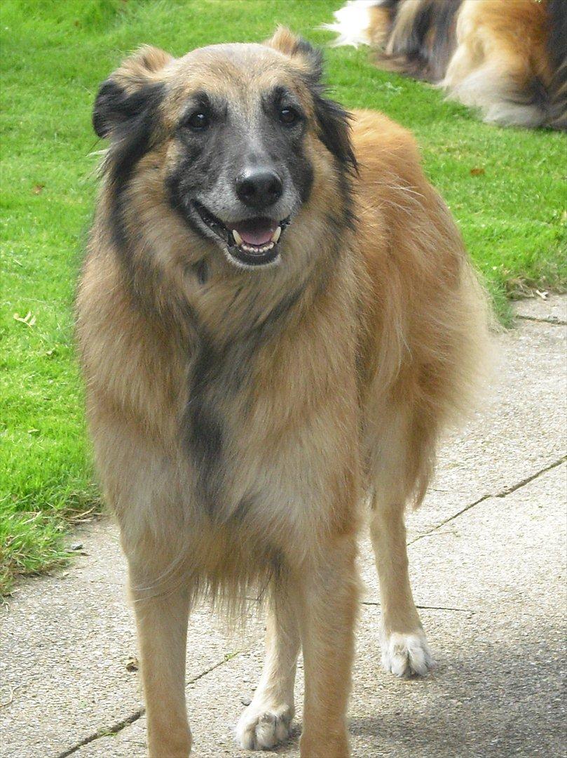 Blanding af racer Dakota billede 15