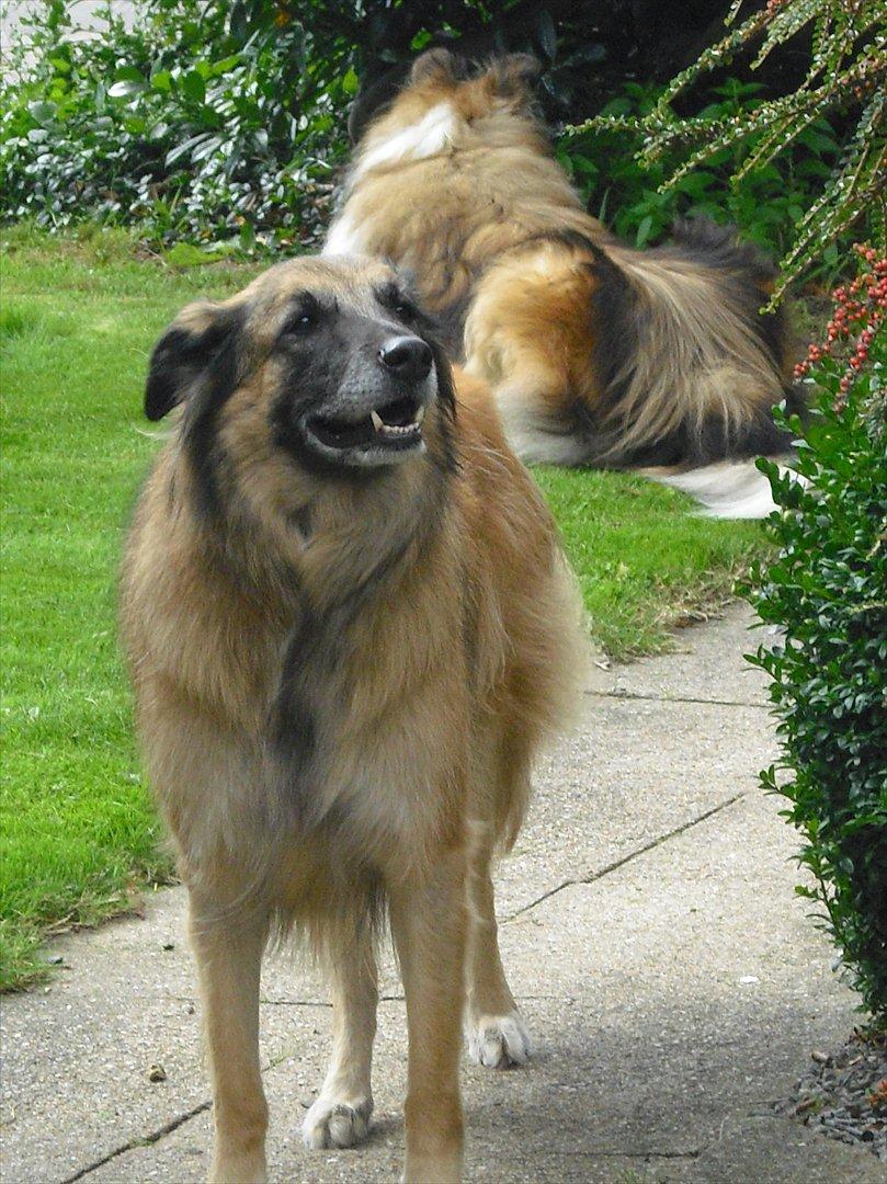 Blanding af racer Dakota billede 16