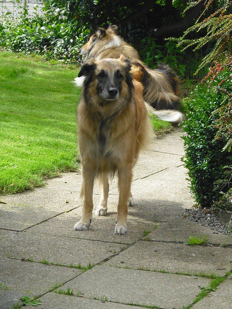 Blanding af racer Dakota billede 17